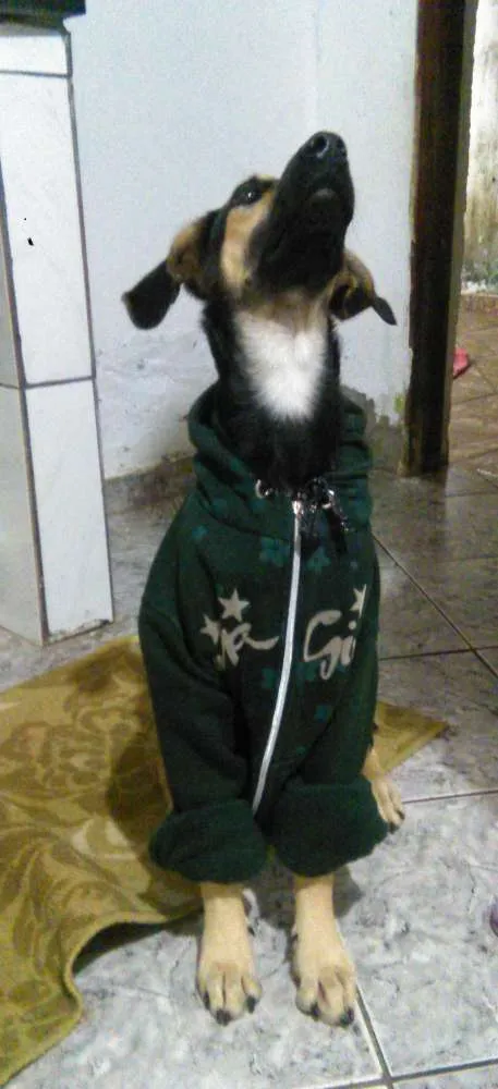 Cachorro ra a indefinida pastor com labrador  idade 7 a 11 meses nome nick