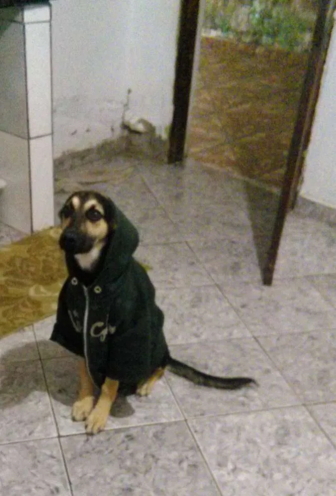 Cachorro ra a indefinida pastor com labrador  idade 7 a 11 meses nome nick