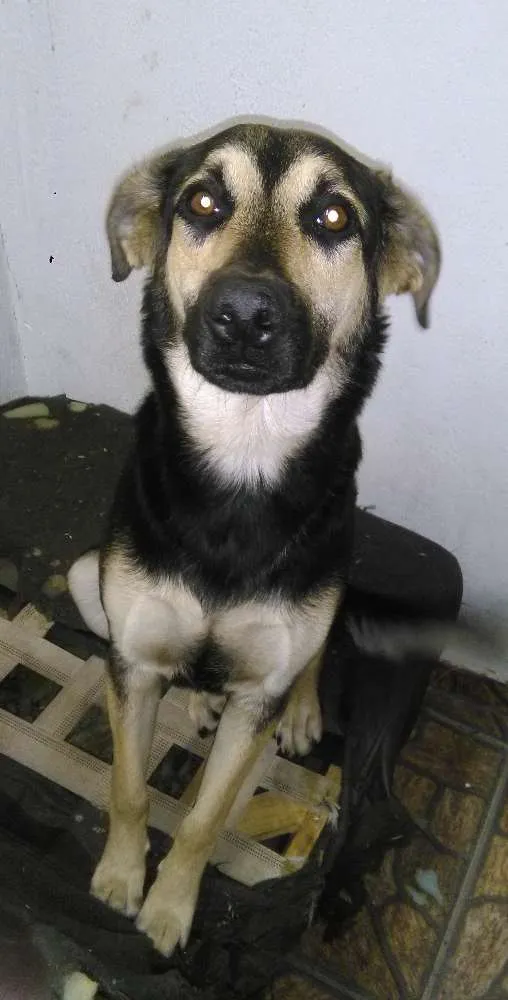 Cachorro ra a indefinida pastor com labrador  idade 7 a 11 meses nome nick