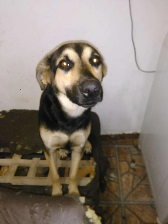 Cachorro ra a indefinida pastor com labrador  idade 7 a 11 meses nome nick