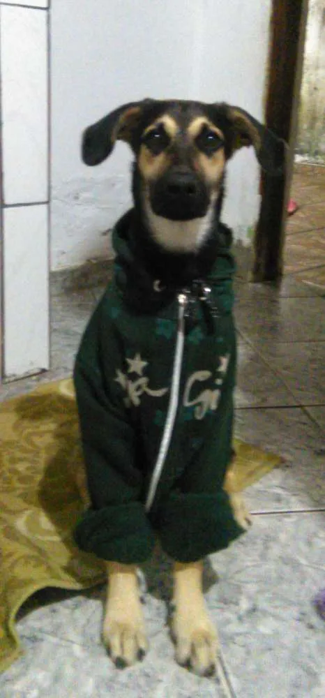 Cachorro ra a indefinida pastor com labrador  idade 7 a 11 meses nome nick