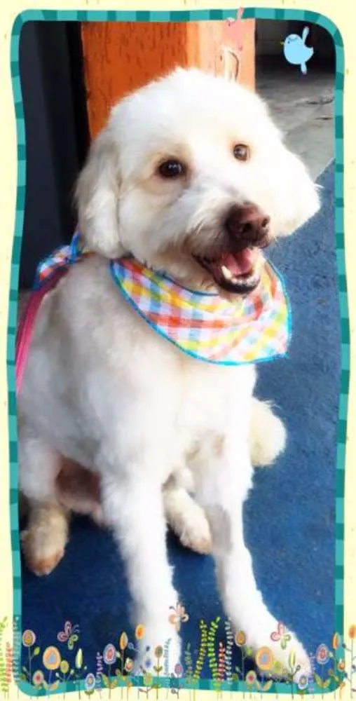 Cachorro ra a Mix de poodle idade 2 anos nome Billy