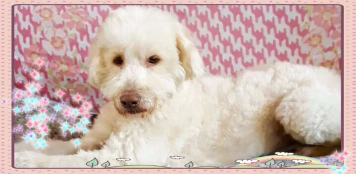 Cachorro ra a Mix de poodle idade 2 anos nome Billy