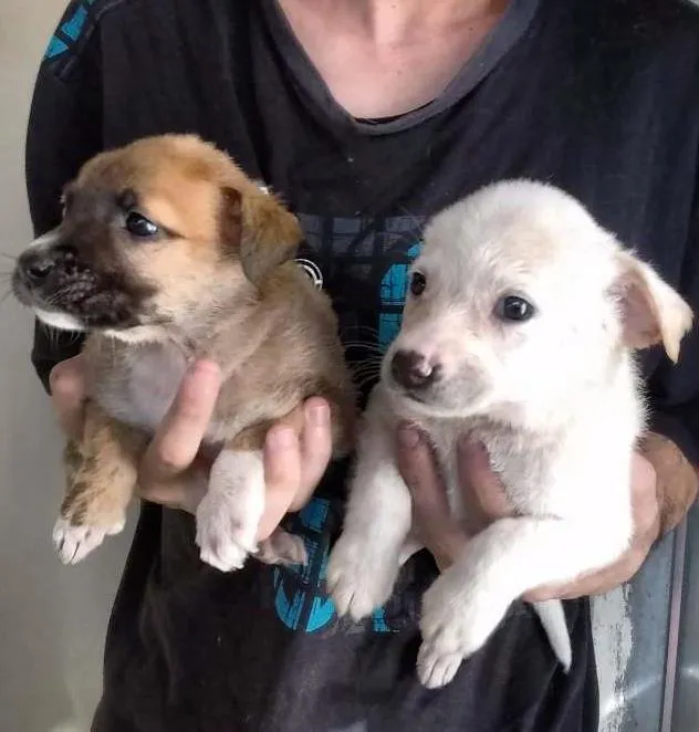 Cachorro ra a srd idade 2 a 6 meses nome Fofura