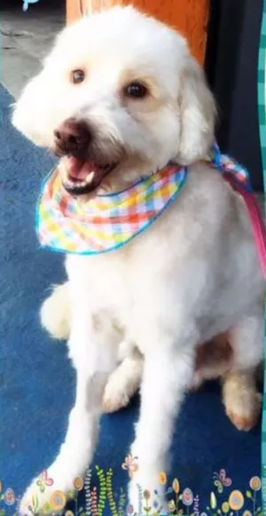 Cachorro raça Mix de poodle idade 2 anos nome Billy