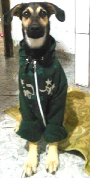 Cachorro raça indefinida pastor com labrador  idade 7 a 11 meses nome nick