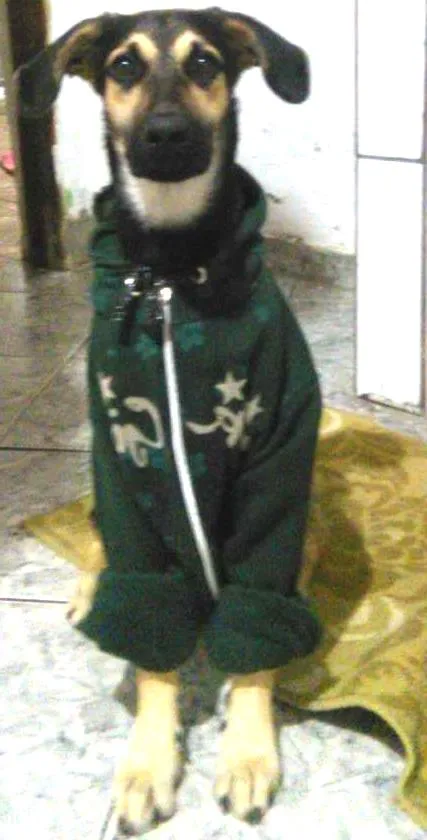 Cachorro ra a indefinida pastor com labrador  idade 7 a 11 meses nome nick