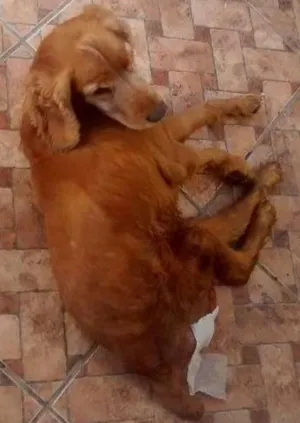 Cachorro raça Cocker idade 6 ou mais anos nome Mac