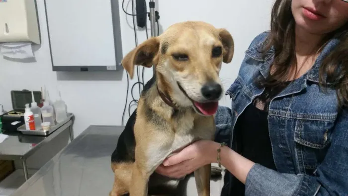 Cachorro ra a Nao definda idade  nome Sem nome