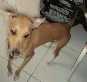 Cachorro raça misturada idade 3 anos nome Melky