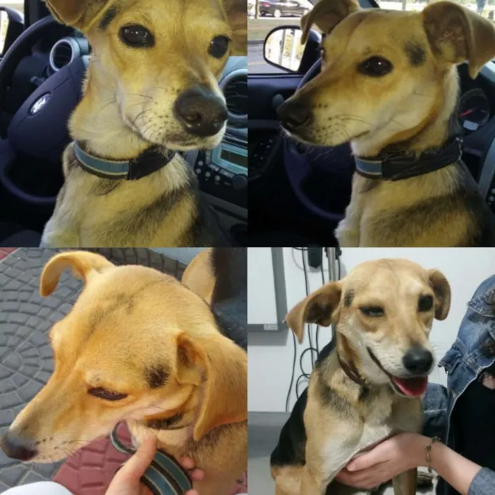 Cachorro ra a Nao definda idade  nome Sem nome