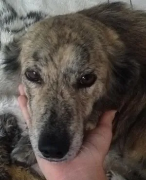 Cachorro raça Indefinida idade 4 anos nome Rajinha 