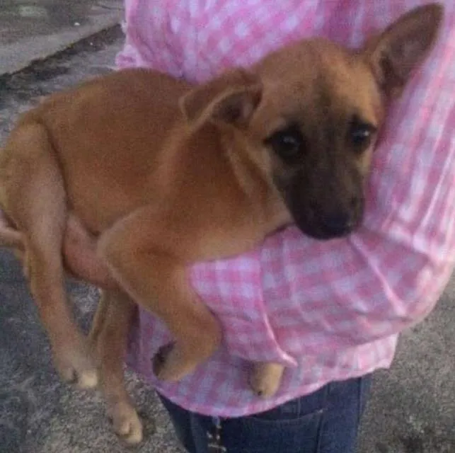 Cachorro ra a SRD idade 2 a 6 meses nome Sem Nome