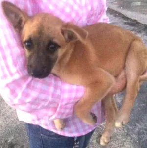 Cachorro raça SRD idade 2 a 6 meses nome Sem Nome