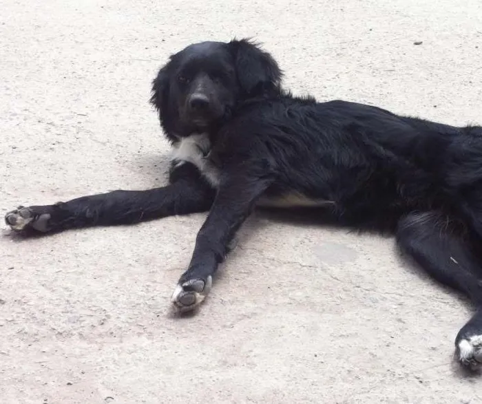 Cachorro ra a vira lata idade  nome neguinha