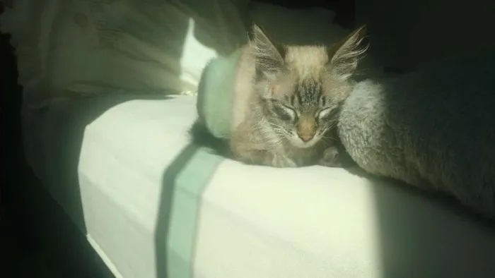 Gato ra a Não sei idade 2 a 6 meses nome Pumba