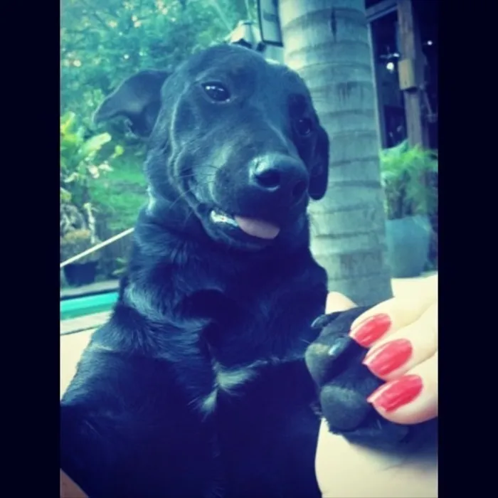 Cachorro ra a Sem Raça Definida  idade 1 ano nome Nego