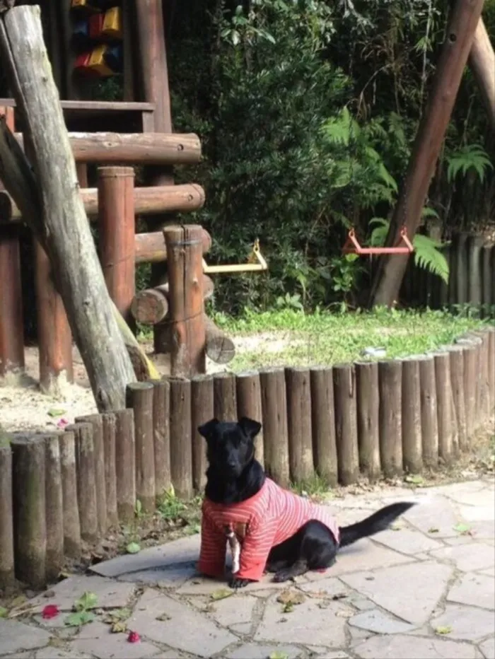 Cachorro ra a Sem Raça Definida  idade 1 ano nome Nego