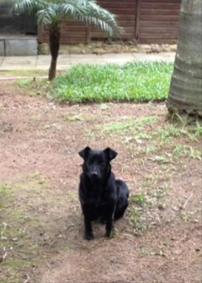 Cachorro ra a Sem Raça Definida  idade 1 ano nome Nego