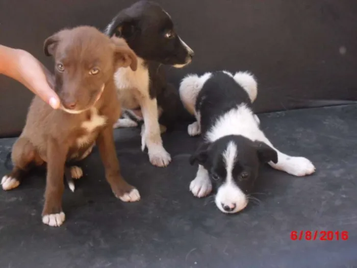 Cachorro ra a SRD idade 2 a 6 meses nome FILHOTES MACHOS