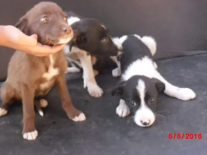 Cachorro ra a SRD idade 2 a 6 meses nome FILHOTES MACHOS