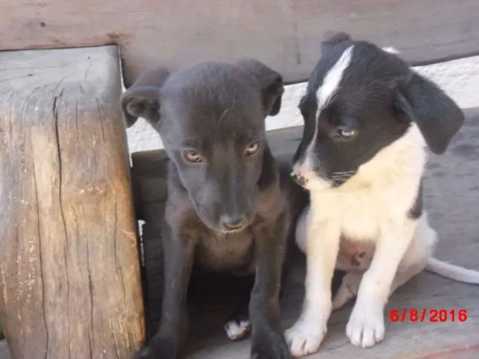 Cachorro ra a SRD idade 2 a 6 meses nome FILHOTES FÊMEAS