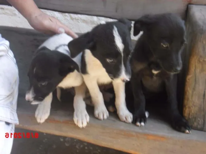 Cachorro ra a SRD idade 2 a 6 meses nome FILHOTES FÊMEAS