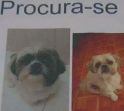 Cachorro ra a Shitzu idade 1 ano nome Layon