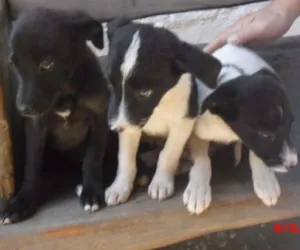 Cachorro raça SRD idade 2 a 6 meses nome FILHOTES FÊMEAS