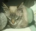 Pumba