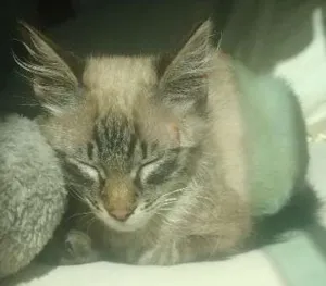 Gato raça Não sei idade 2 a 6 meses nome Pumba