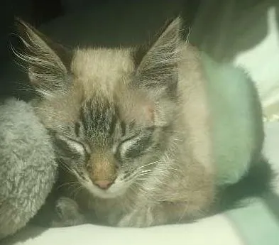 Gato ra a Não sei idade 2 a 6 meses nome Pumba