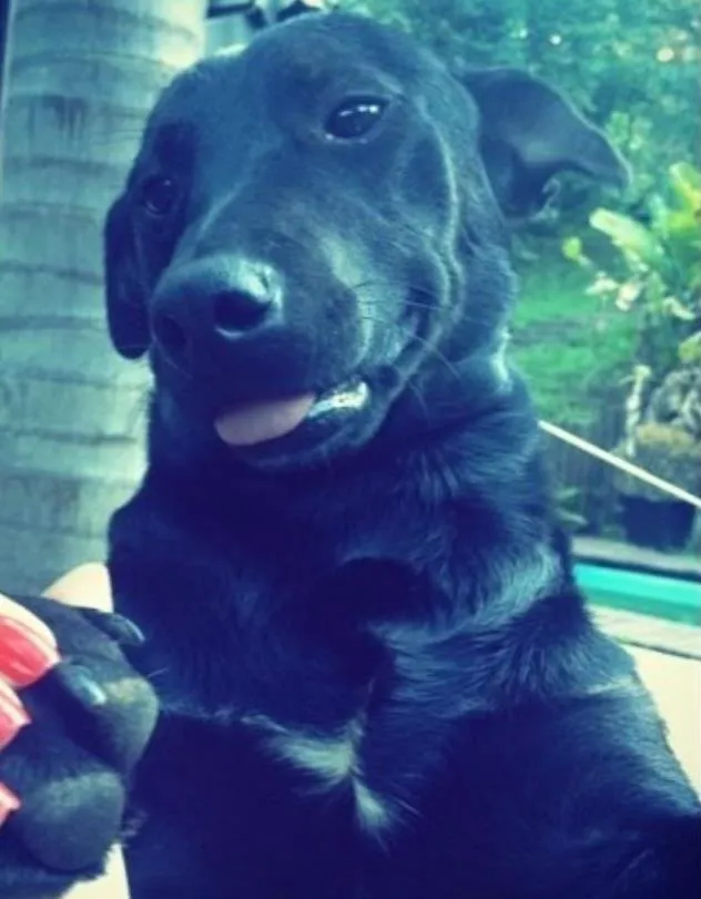 Cachorro ra a Sem Raça Definida  idade 1 ano nome Nego