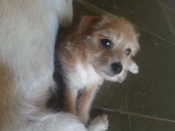 Cachorro ra a Misto idade Abaixo de 2 meses nome Não tem 