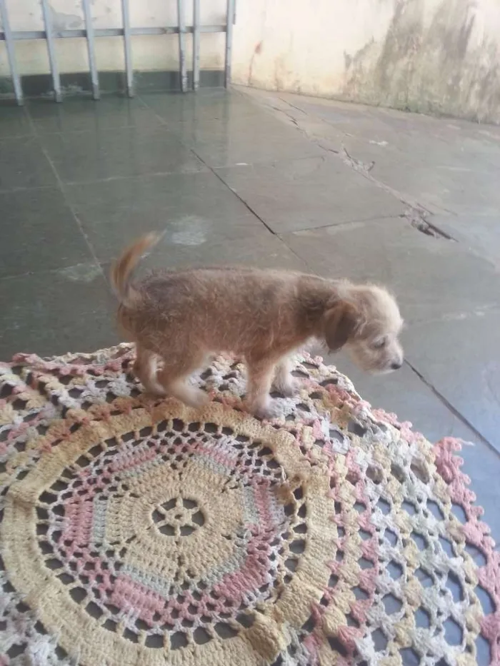 Cachorro ra a Misto idade Abaixo de 2 meses nome Não tem 