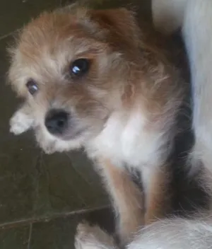 Cachorro raça Misto idade Abaixo de 2 meses nome Não tem 