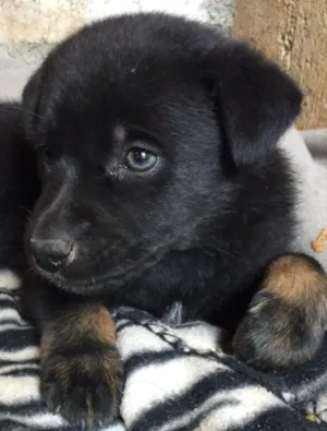 Cachorro raça Srd idade Abaixo de 2 meses nome Pandora