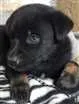 Cachorro raça Srd idade Abaixo de 2 meses nome Pandora