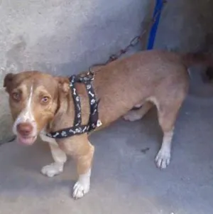 Cachorro raça pé duro idade Abaixo de 2 meses nome zeus