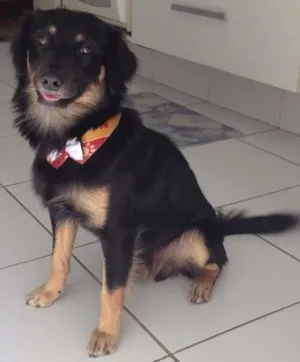 Cachorro raça SRD idade 1 ano nome Black