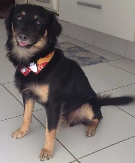 Cachorro ra a SRD idade 1 ano nome Black