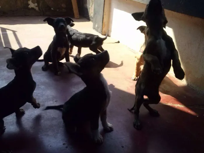 Cachorro ra a SRD idade Abaixo de 2 meses nome Filhotes