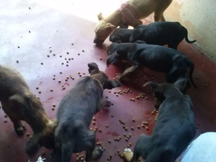 Cachorro ra a SRD idade Abaixo de 2 meses nome Filhotes
