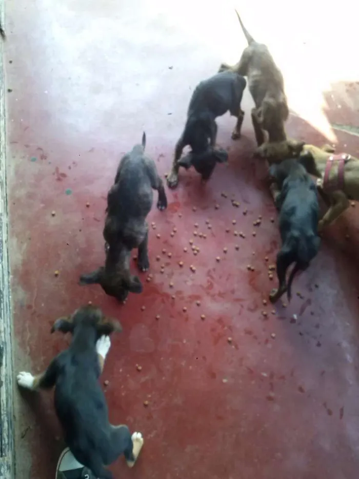 Cachorro ra a SRD idade Abaixo de 2 meses nome Filhotes