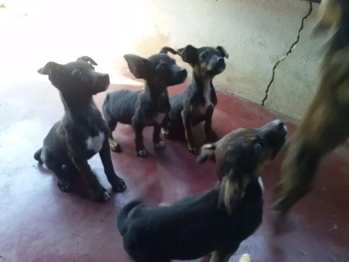 Cachorro ra a SRD idade Abaixo de 2 meses nome Filhotes