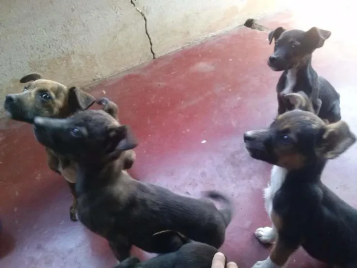 Cachorro ra a SRD idade Abaixo de 2 meses nome Filhotes