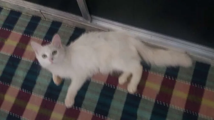 Gato ra a Nao tem idade 2 a 6 meses nome Jake