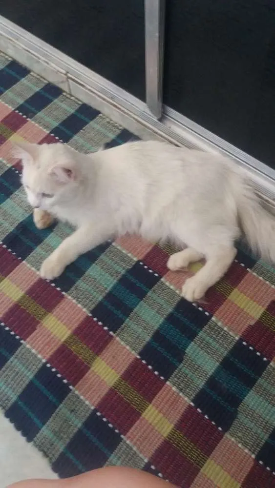 Gato ra a Nao tem idade 2 a 6 meses nome Jake