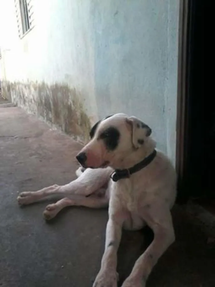 Cachorro ra a vira lata idade 2 a 6 meses nome sheike