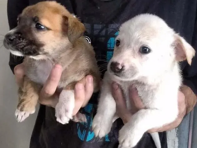 Cachorro ra a srd idade 2 a 6 meses nome Fofura